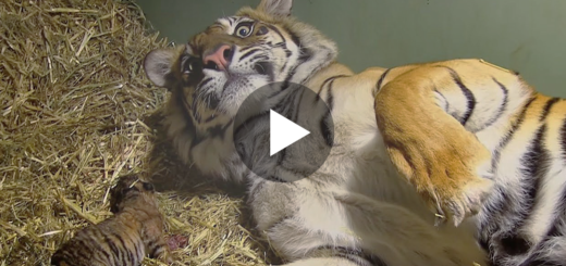 Featured-Tiger-Giving-Birth-FB