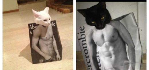 abercrombie-cats-feature