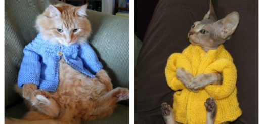 cardigan-cats-feature