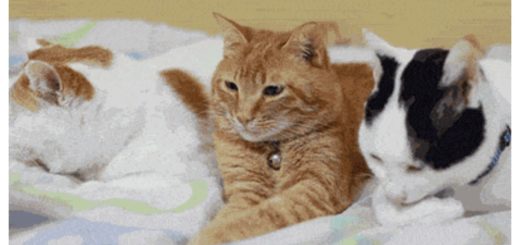 cuddle-cat-job-feature