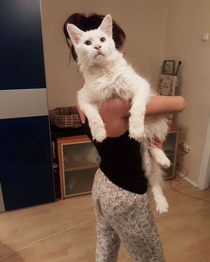 maine-coon-cat-hugs-owner-tihon-3