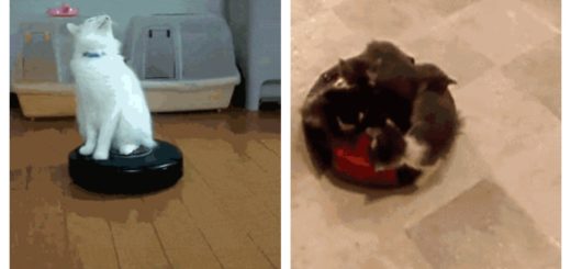 roomba-cats-feature