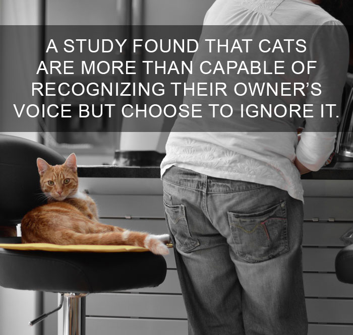Cat-Facts-12