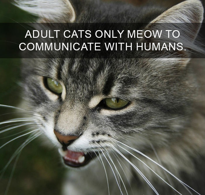 Cat-Facts-16
