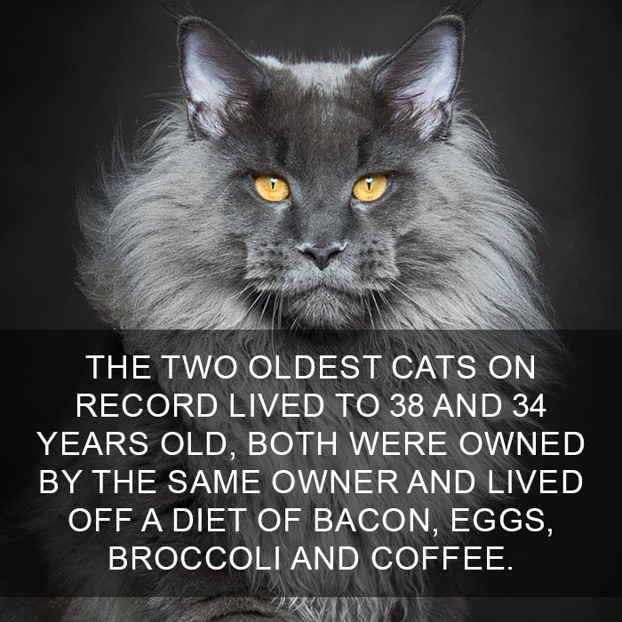 Cat-Facts-17