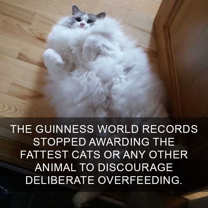 Cat-Facts-4