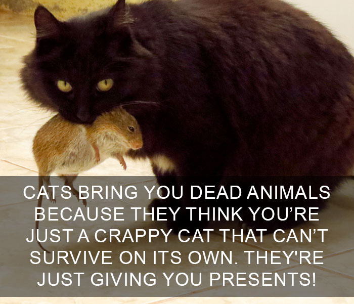 Cat-Facts-5