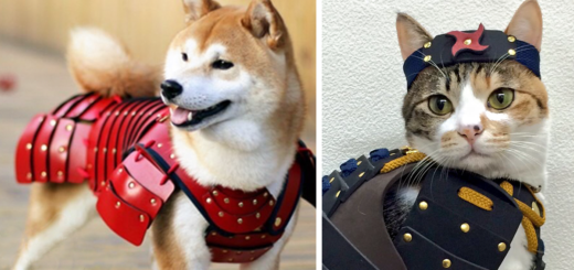 Featured-Samurai-Armor-Cats-Dogs-FB