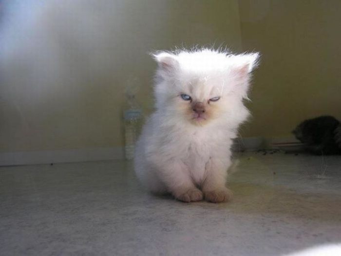 angry-kittens-6