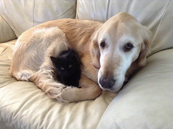 cats-and-dog-17