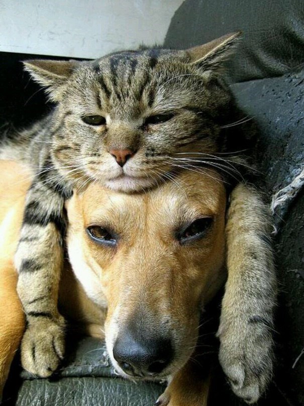 cats-and-dog-bff-05