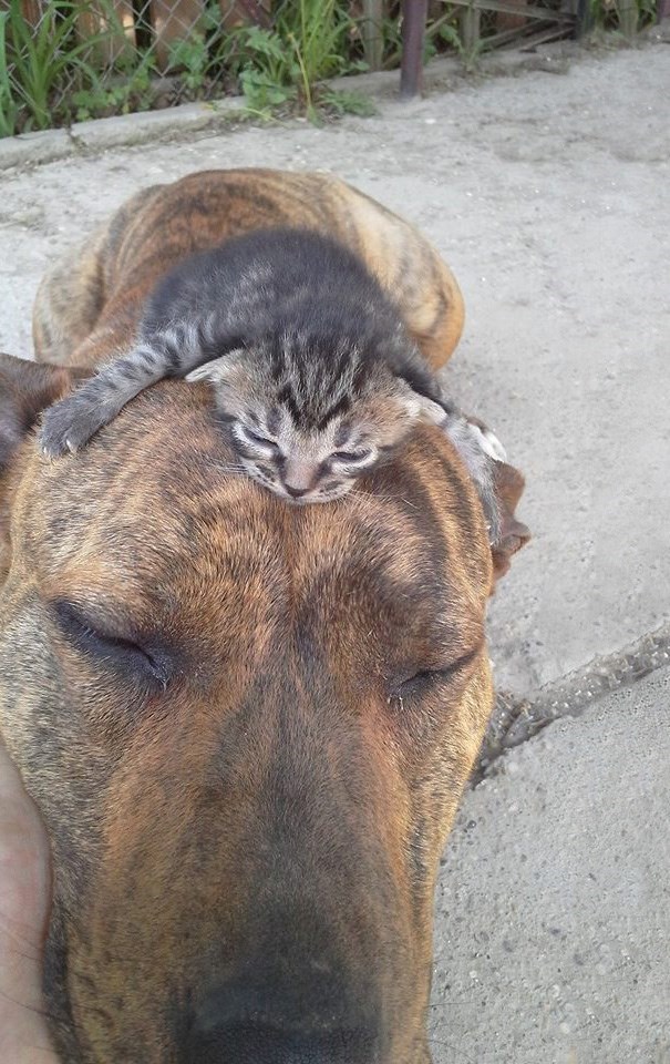 cats-and-dog-bff--09