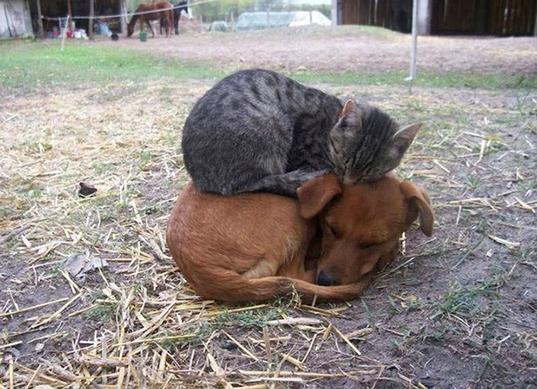 cats-and-dog-bff-10