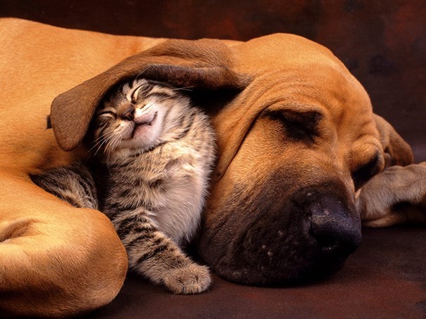 cats-and-dog-bff-11