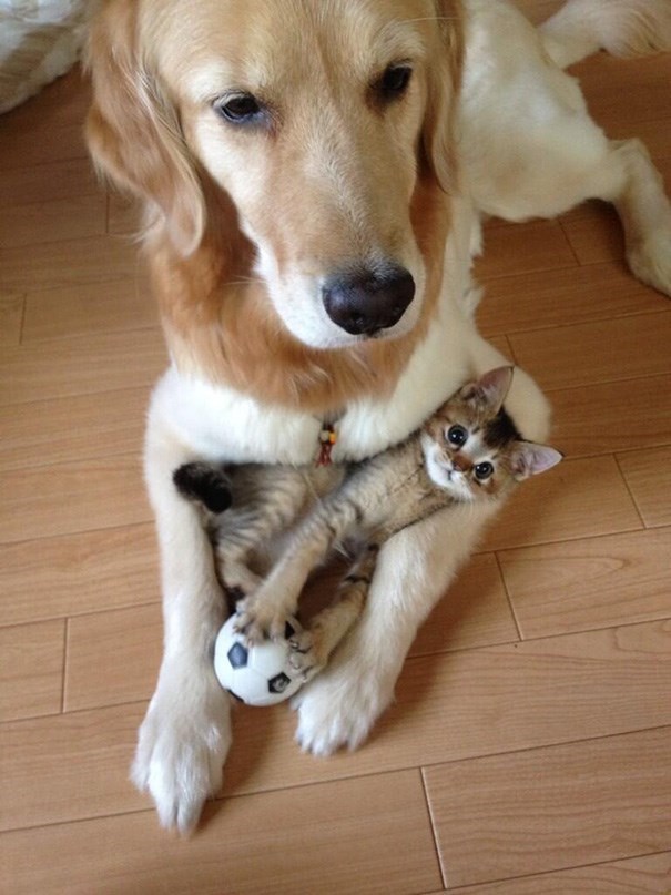 cats-and-dog-bff-12