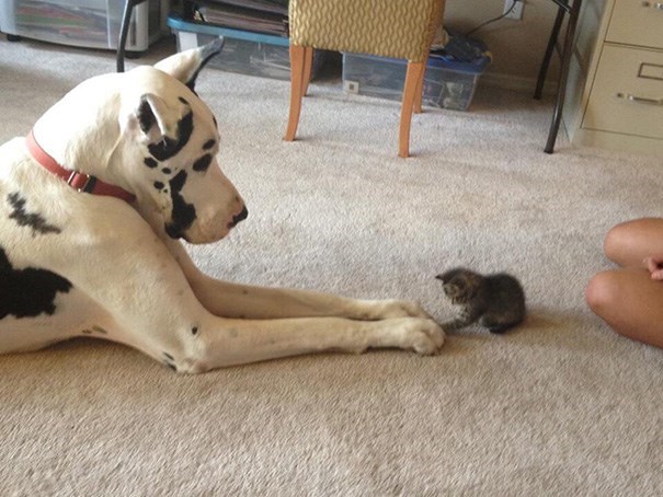 cats-and-dog-bff-16