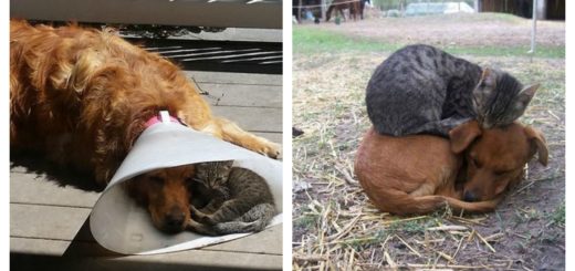 cats-and-dogs-bff-feature