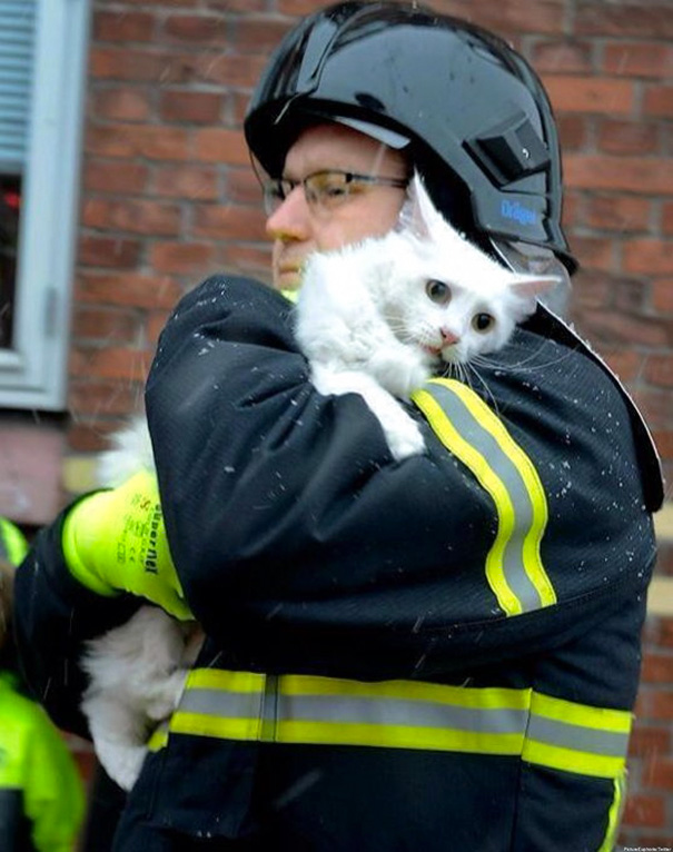 firefighters-rescue-cats-1