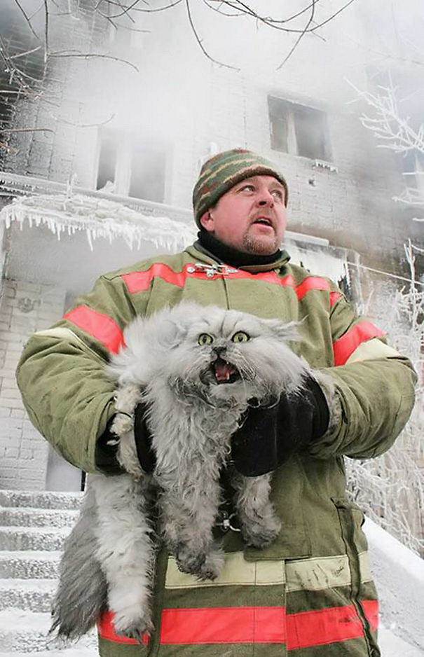 firefighters-rescue-cats-2