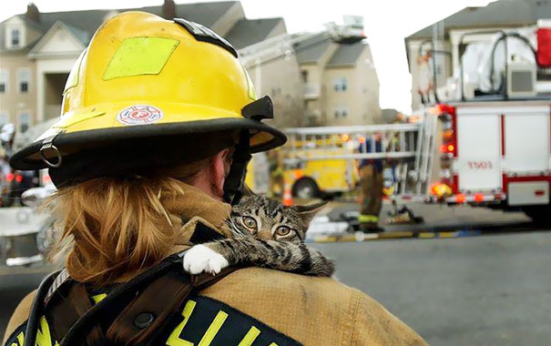 firefighters-rescue-cats-3