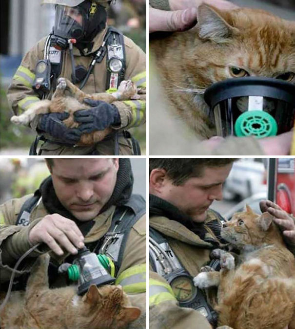 firefighters-rescue-cats-4