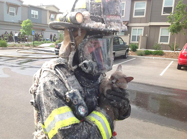 firefighters-rescue-cats-8