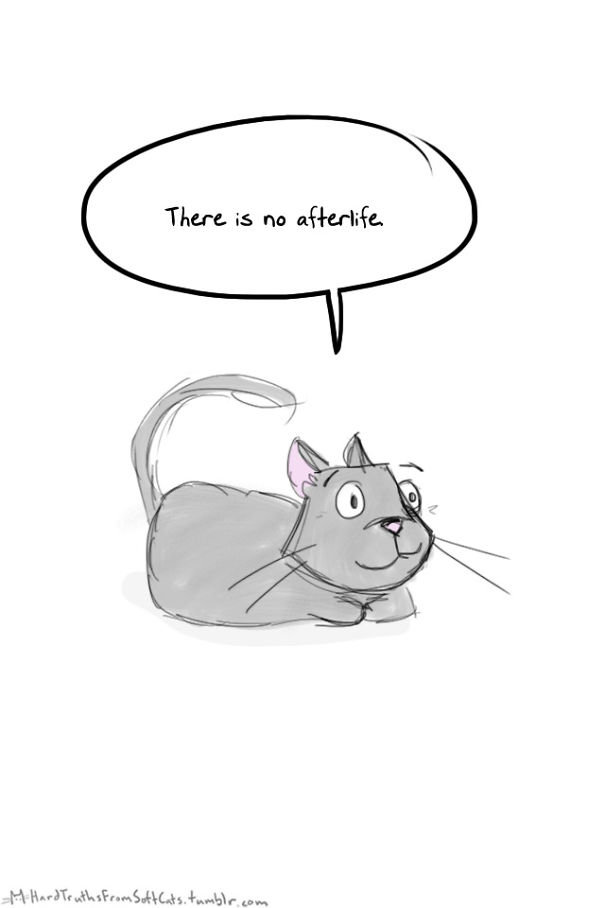 hard-truths-from-soft-cats-illustrations-18