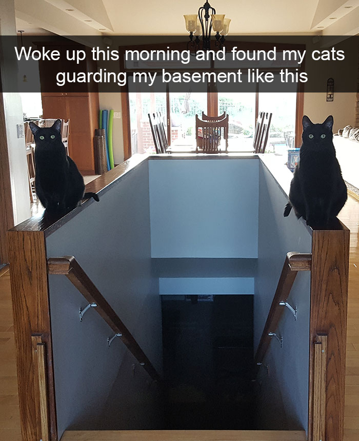 hilarious-cat-snapchats-1