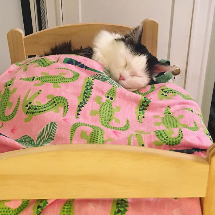 rescue-cat-sleeps-doll-bed-sophie-11