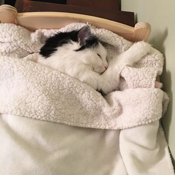 rescue-cat-sleeps-doll-bed-sophie-6