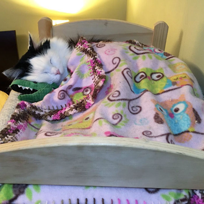 rescue-cat-sleeps-doll-bed-sophie-9
