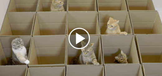Featured-9-Cats-Boxes-FB