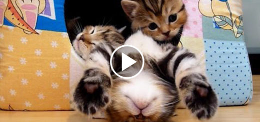 Featured-Kittens-Asleep-FB