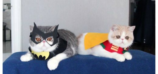 cosplay-cats-feature