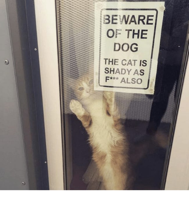 funny-cat-signs-01