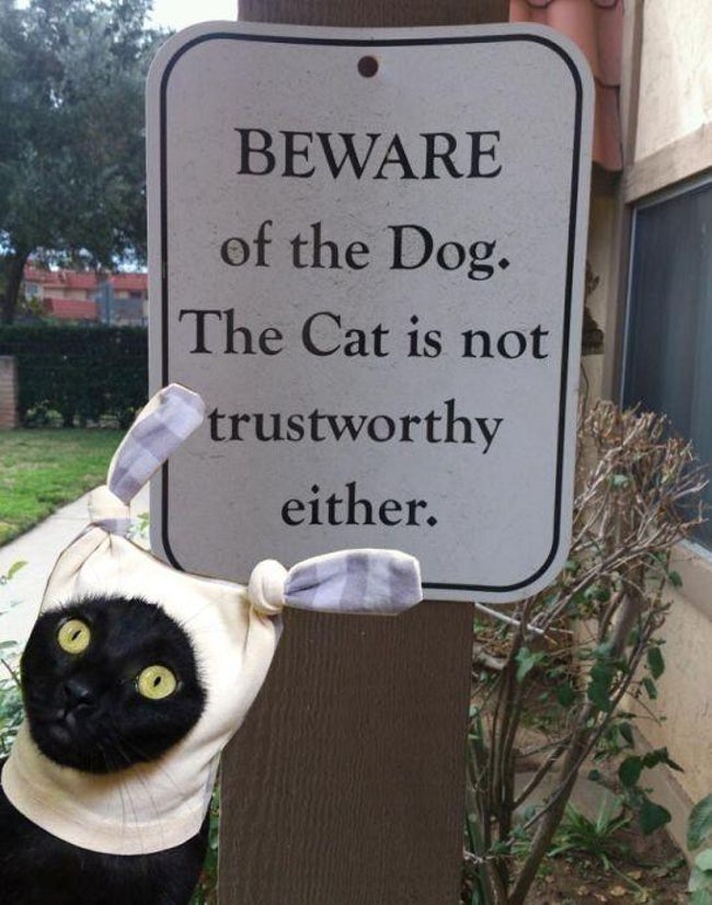 funny-cat-signs-05
