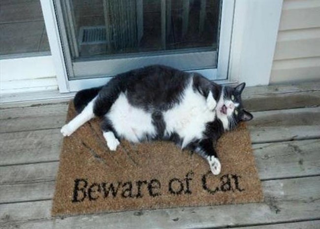 funny-cat-signs-06