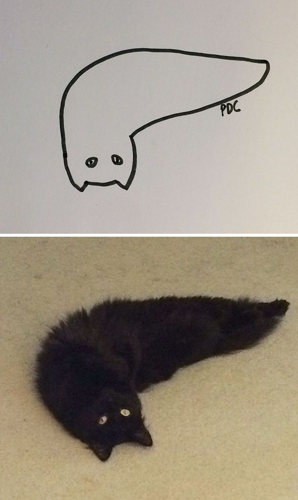 funny-poorly-drawn-cats-4