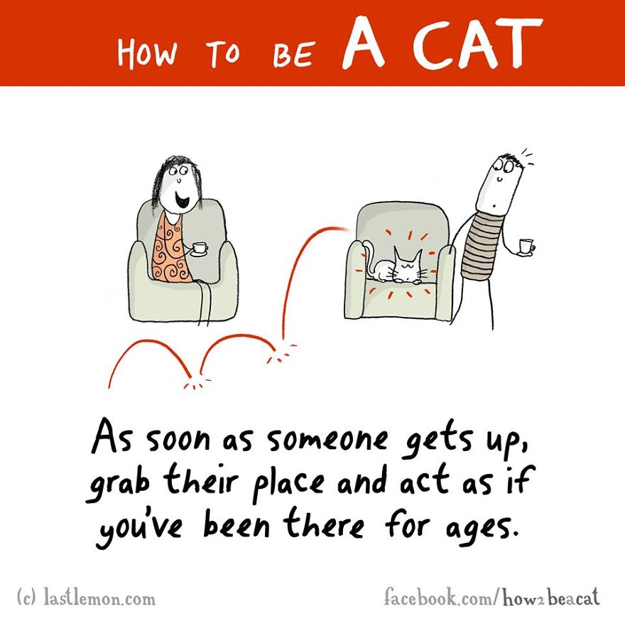 how-to-be-a-cat-funny-illustration-last-lemon-1