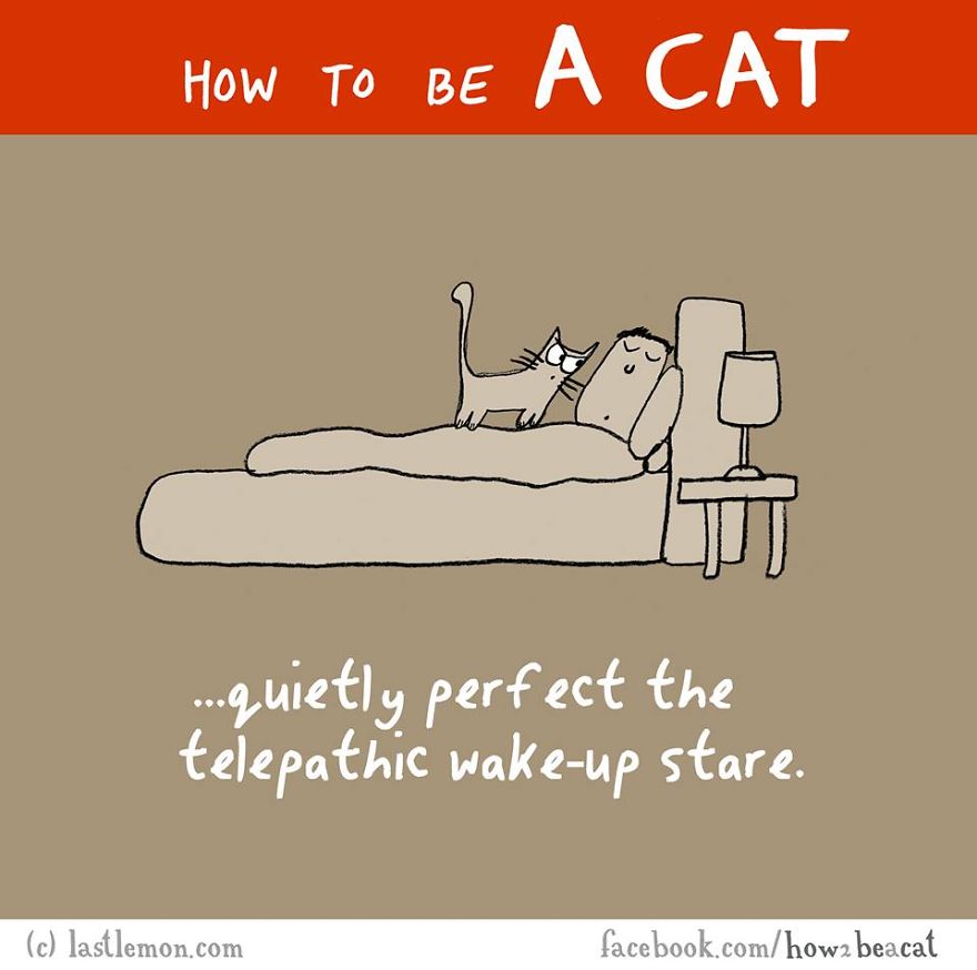 how-to-be-a-cat-funny-illustration-last-lemon-3