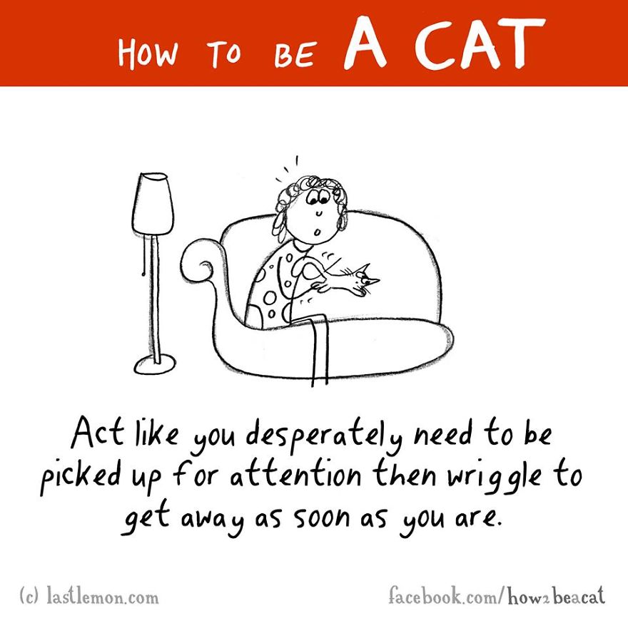 how-to-be-a-cat-funny-illustration-last-lemon-4