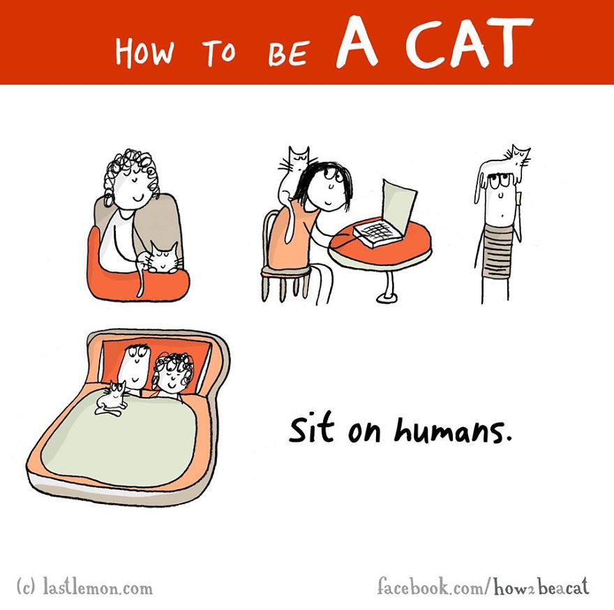 how-to-be-a-cat-funny-illustration-last-lemon-5
