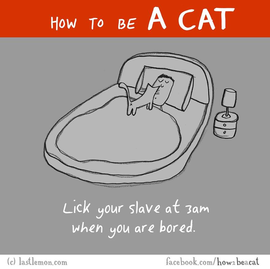 how-to-be-a-cat-funny-illustration-last-lemon-7