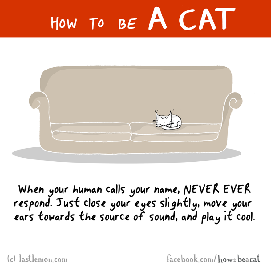 how-to-be-a-cat-funny-illustration-last-lemon-8