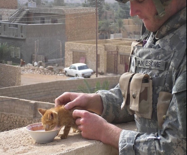 soldiers-and-cats-08