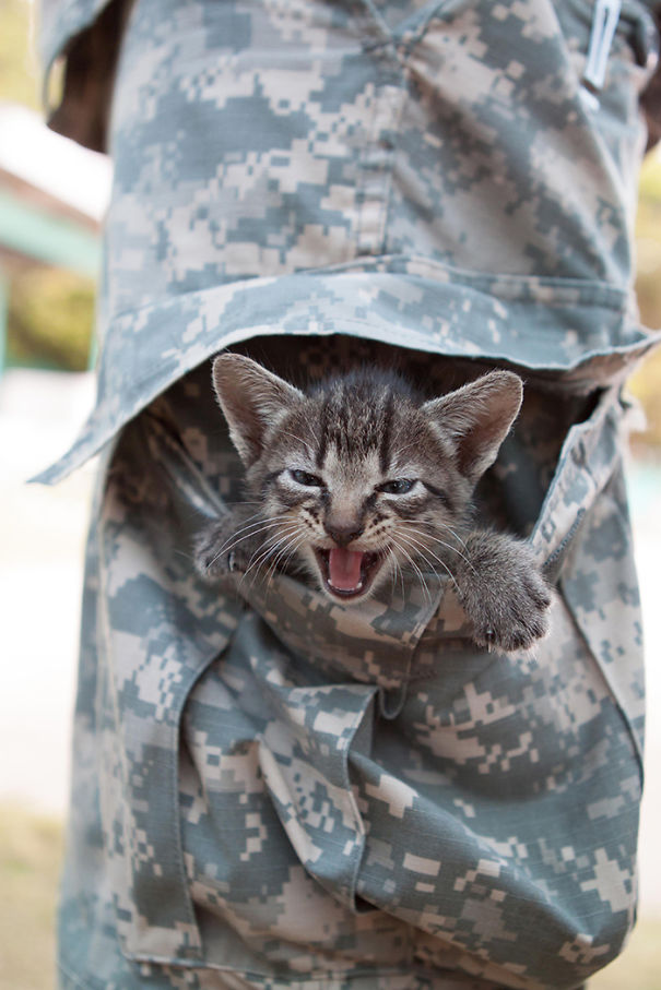 soldiers-and-cats-09