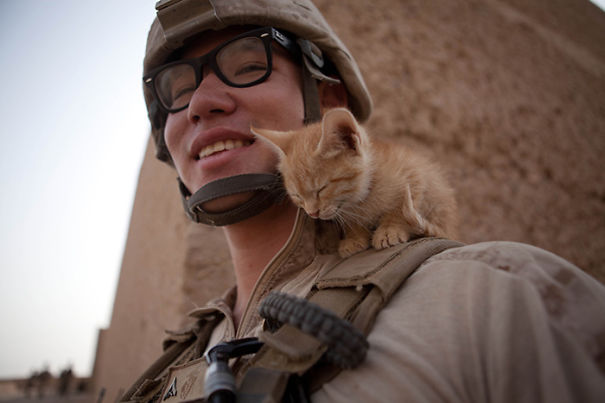 soldiers-and-cats-10