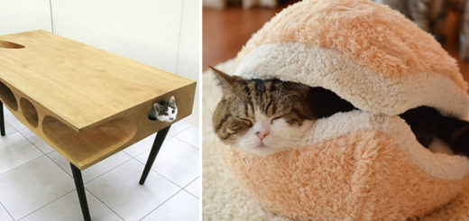 Featured-cat-furniture-creative-design-FB