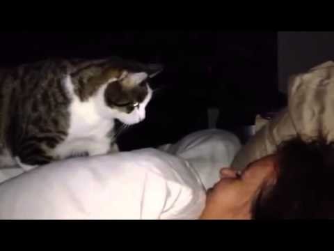 cat-alarms-07