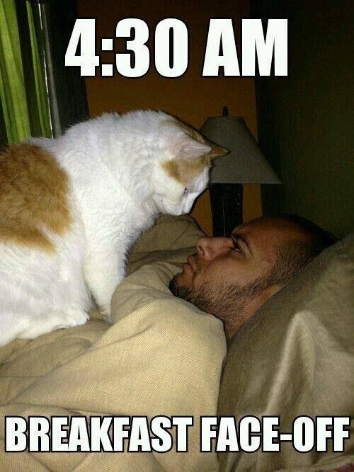 cat-alarms-10